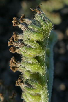 Many-branched Heliotrope