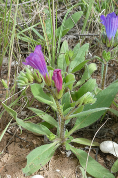 Purple Viper's-bugloss