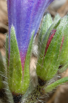 Purple Viper's-bugloss