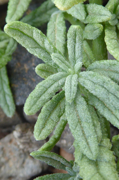 Many-branched Heliotrope