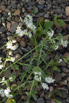 Many-branched Heliotrope