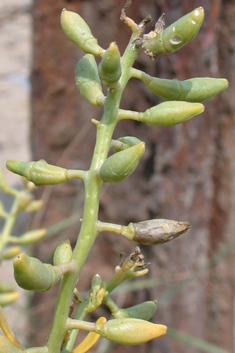 Sea Rocket