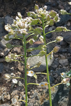 Lobularia libyca