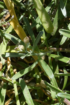 Lobularia libyca