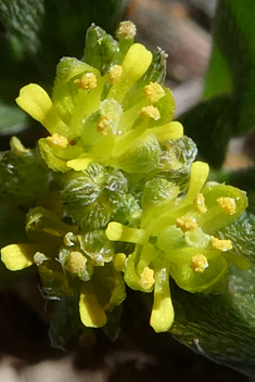 Horn-fruit