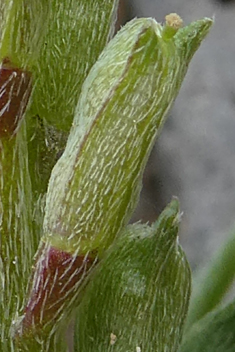 Horn-fruit