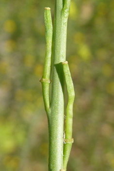 Hoary Mustard