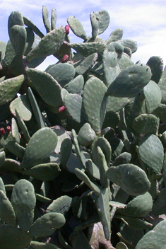 Common Prickly-pear
