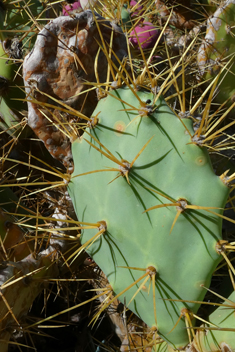 Dillen's Prickly-pear