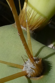Opuntia dillenii