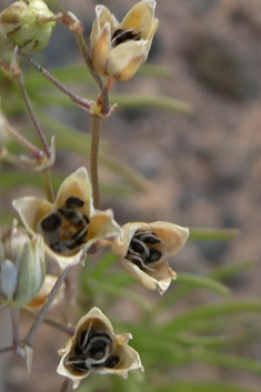 Spergularia flaccida