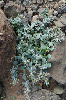 Polycarpaea nivea