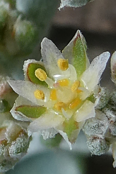 Polycarpaea nivea