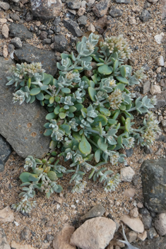 Polycarpaea nivea