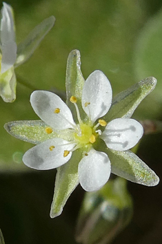 Spergularia flaccida