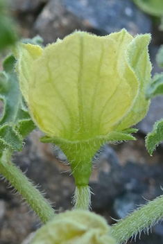 Bitter Cucumber