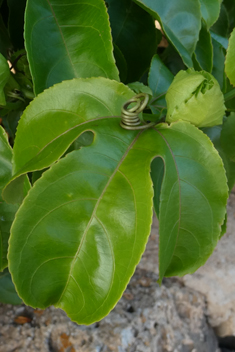 Edible Passionflower