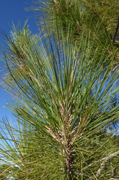 Canary Islands Pine