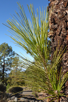 Canary Islands Pine