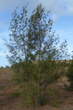 Coastal She-oak