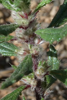 Forsskaolea angustifolia