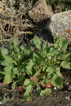Bladder Dock
