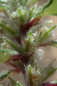 Forsskaolea angustifolia