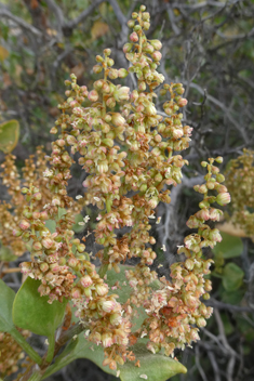 Canary Islands Sorrel