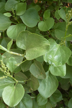 Canary Islands Sorrel
