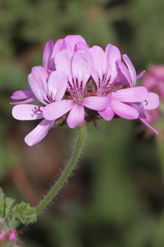 Rose-scented Pelargonium