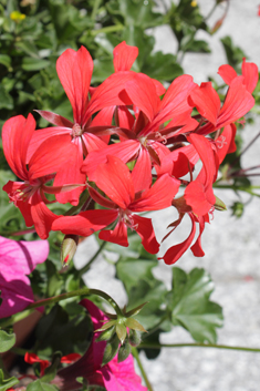 Ivy-leaved Pelargonium