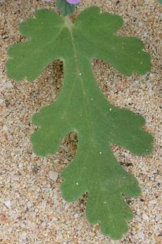 Erodium neuradifolium