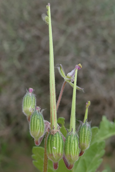 Three-lobed Stork's-bill