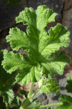 Rose-scented Pelargonium