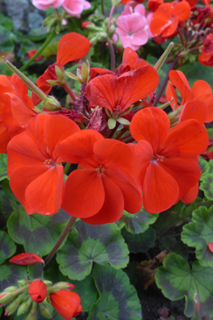 Hybrid Zonal Pelargonium