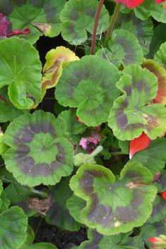 Hybrid Zonal Pelargonium