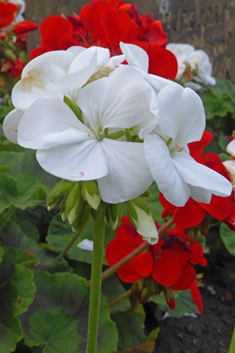 Hybrid Zonal Pelargonium