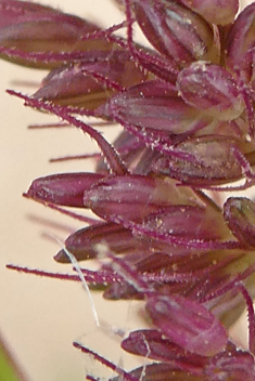 Adherent Bristle-grass