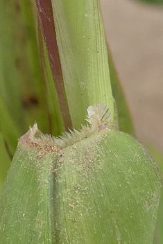 Adherent Bristle-grass