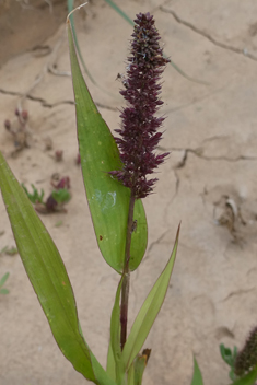 Adherent Bristle-grass