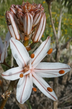 Branched Asphodel