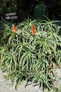 Spider Aloe