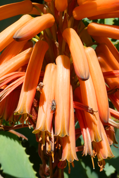 Spider Aloe