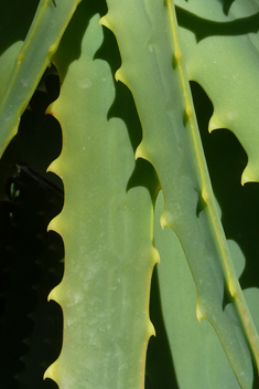 Spider Aloe