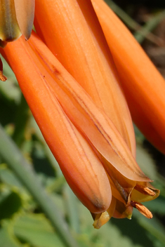 Spider Aloe
