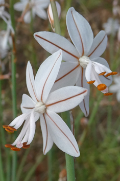 Hollow-stemmed Asphodel