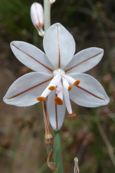 Hollow-stemmed Asphodel
