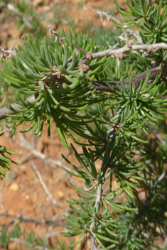 Asparagus pastorianus