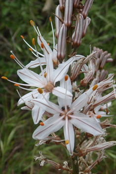 Branched Asphodel