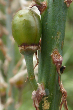 Branched Asphodel